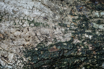 Texture of dried cracked old mango tree bark background in shades of white, brown, grey, dark green and black color