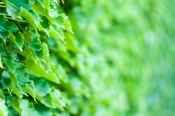 green leafy background 2