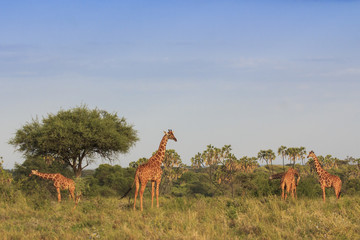 Naklejka premium Giraffes in African savannah 