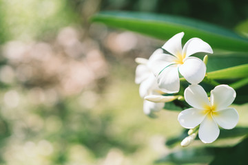 Close up of plumeria frangipani flowers with leaves,plumeria frangipani flowers blooming on the tree.