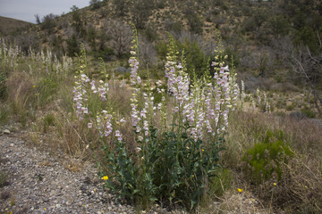 Arizona Desert Flowers