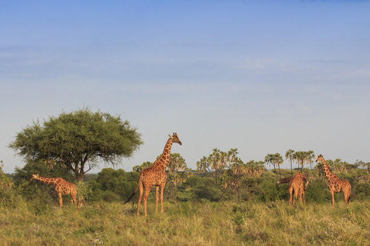 Giraffes in African savannah 