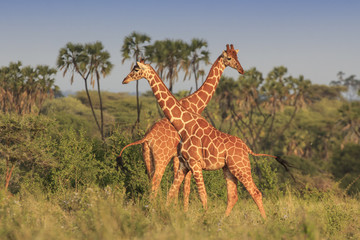 Giraffes in African savannah  - obrazy, fototapety, plakaty
