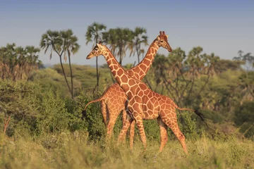 Crédence de cuisine en verre imprimé Girafe Girafes dans la savane africaine