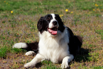 dog breed Border Collie