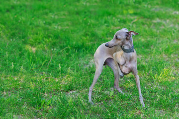 the dog breed Italian Greyhound