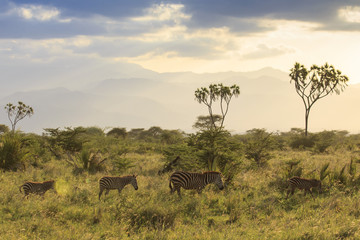Fototapeta na wymiar Zebra in African savannah