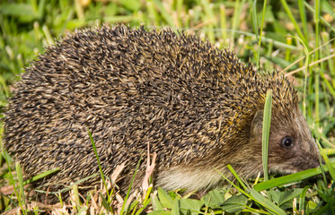 Young prickly hedgehog in green grass