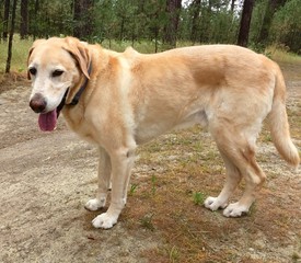 Yellow Labrador Retriever Outdoors