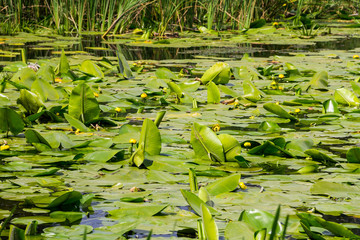 Yellow water flowers (Nuphar Lutea)