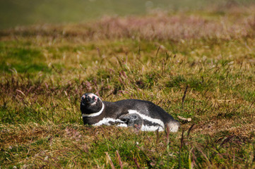 Magellanic Penguin at Carcass Island