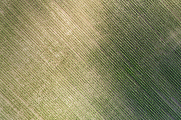 Aerial top view of a farm field with rows