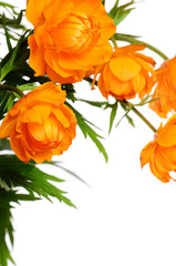 Beautiful orange flowers isolated on white