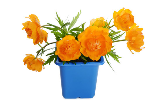 Orange Flowers In A Flower Pot