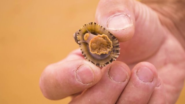 Escargot de mer.Gros plan.