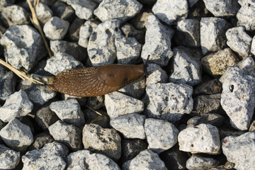 Arion crawling on the ground.