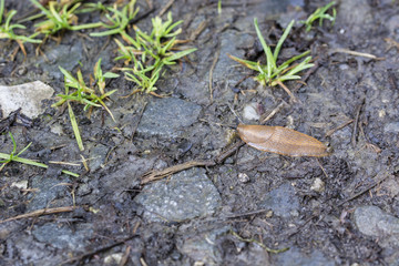 Arion crawling on the ground.