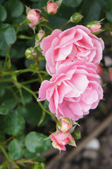 Pink floribunda rose sommerwind with green vertical