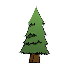 Fototapeta premium cartoon pine tree natural plant conifer image