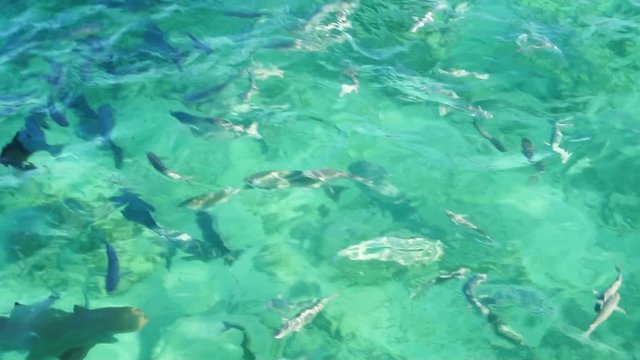 Maldives reef fish and shark swimming together for fish feeding activity at resort crystal clear ocean shot in slow motion