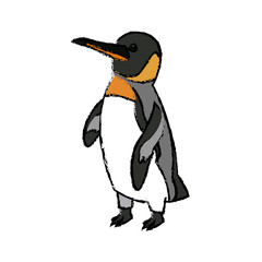 emperor penguin bird nature marine animal