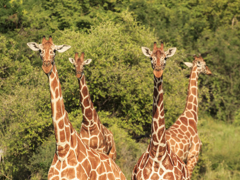 Giraffes in East African savannah