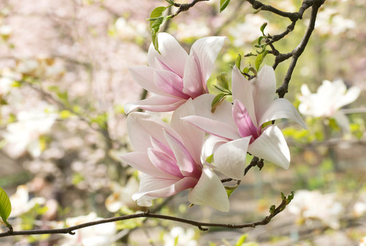 Fototapeta Background with blooming pink magnolia flowers