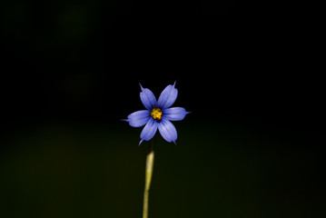 Purple Flower