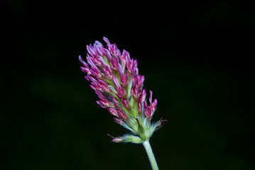 Purple Flower