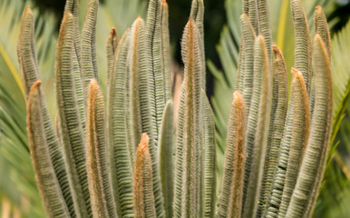 cycas young leaves closeup 