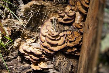 Mushrooms on Tree
