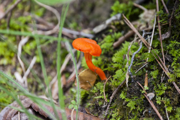 Orange Mushroom