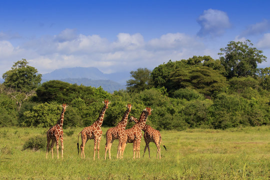 Wild Giraffes in Africa