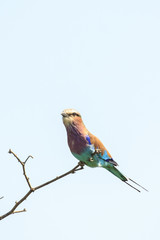 Lilac-breasted Roller bird