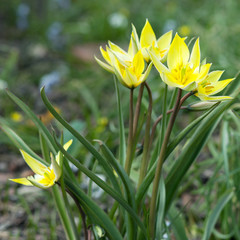 Yellow tulips. First flowers after winter. Spring. Tulip.