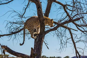 Foto op Canvas Satisfied leopard on the tree © Kushnirov Avraham