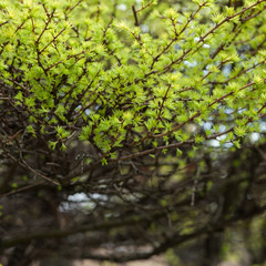 Early spring, young larch close-up, concept of spring, seasons, weather. Fresh coniferous tree branch, modern natural square background, selective focus.