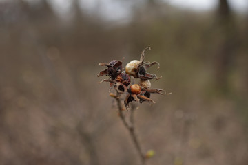 Dry rosehips.
