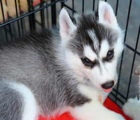 Cute little husky puppy.