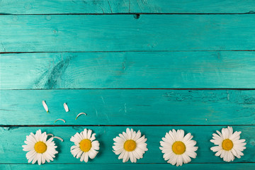 Obraz premium Camomile on a bright background