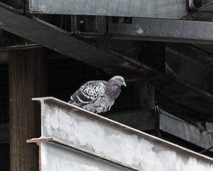 Pigeon © Oleksii Sergieiev