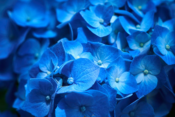 Gros plan d& 39 hortensia bleu (Hydrangea macrophylla) fleurissent au printemps et en été dans un jardin de la ville.