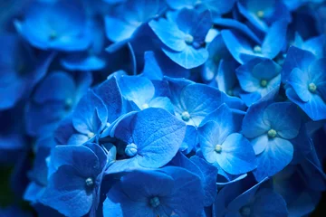Crédence de cuisine en verre imprimé Hortensia Gros plan d& 39 hortensia bleu (Hydrangea macrophylla) fleurissent au printemps et en été dans un jardin de la ville.