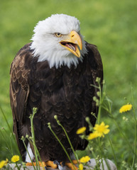 Bald eagle open beak