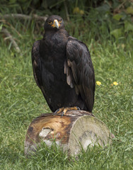 Golden Eagle  dark brown plumage
