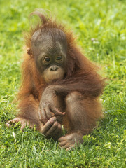 Little sitting orangutan
