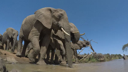 Fototapeta premium African Elephant. Herd of Elephants drink a river