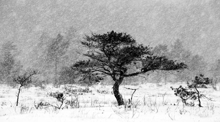 Pine Tree and Snowfall