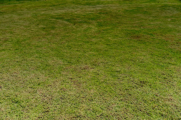 Green grass texture