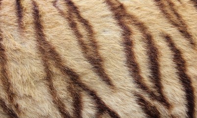 Tiger fur background.